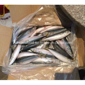 (7-8PCS / kg) W / R New Fish Pacific Mackerel